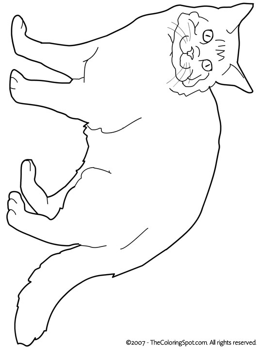 Maine Coon Coloring  Page  Audio Stories for Kids Free 