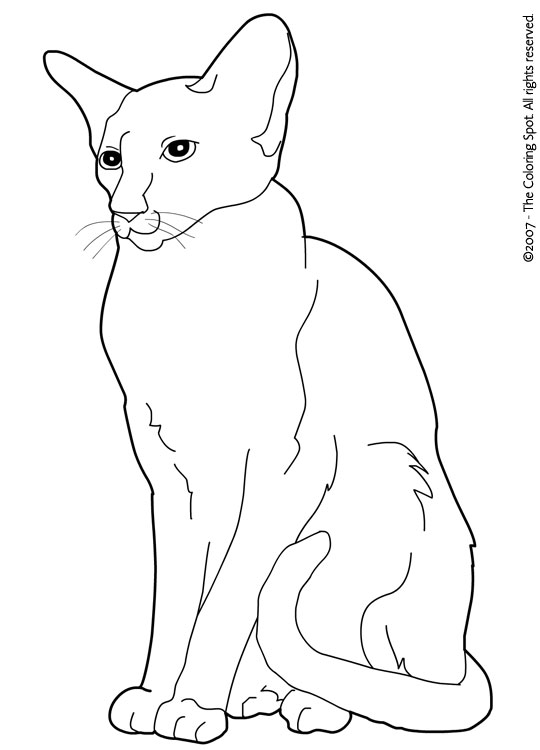 Siamese Coloring Page | Audio Stories for Kids | Free Coloring Pages