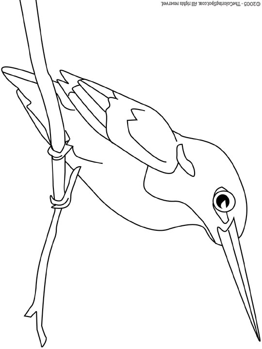 Kingfisher Coloring Page | Audio Stories for Kids | Free Coloring Pages