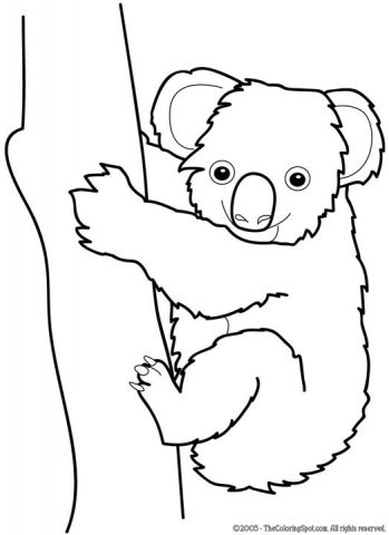 Koala Coloring Page | Audio Stories for Kids | Free Coloring Pages