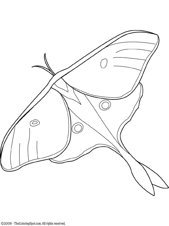 Luna Moth Coloring Page | Audio Stories for Kids | Free Coloring Pages