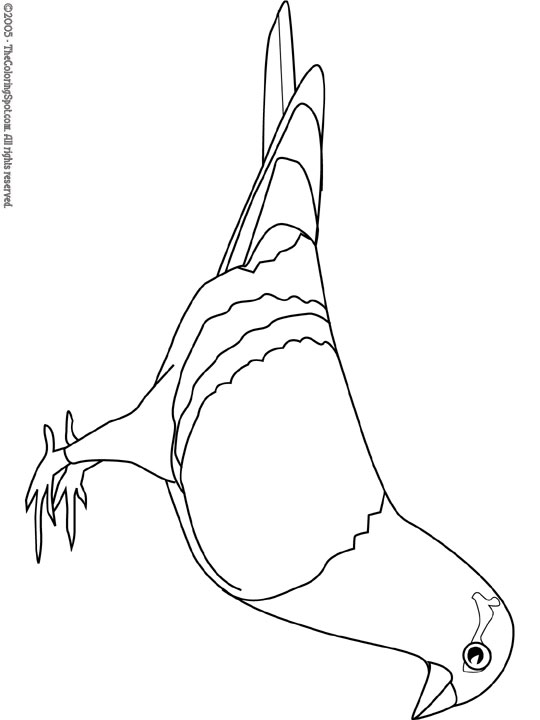 Pigeon Coloring Page | Audio Stories for Kids | Free Coloring Pages