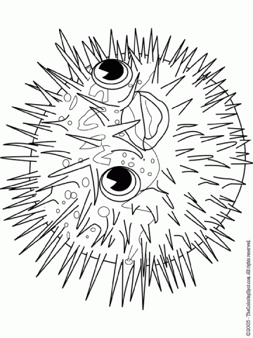 porcupinefish | Audio Stories for Kids | Free Coloring Pages ...