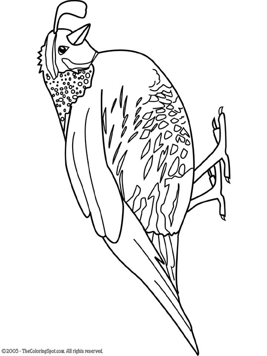 Quail Coloring Page | Audio Stories for Kids | Free Coloring Pages