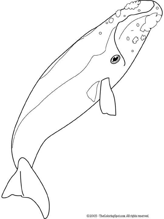 Right Whale Coloring Page | Audio Stories for Kids | Free Coloring ...