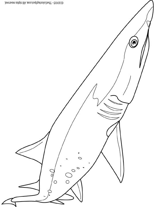 Sand Tiger Shark Coloring Page Audio Stories For Kids Free Coloring 
