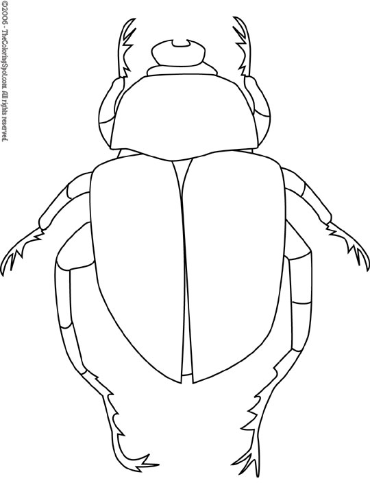 beetle coloring pages