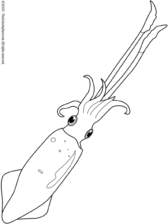 Squid Coloring Page | Audio Stories for Kids | Free Coloring Pages