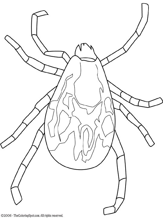 Coloring Sheets Of Ticks