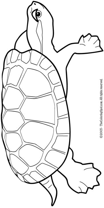 turtle  audio stories for kids  free coloring pages