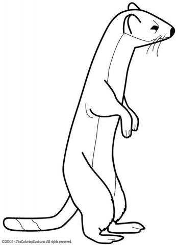 Weasel Coloring Page | Audio Stories for Kids | Free Coloring Pages ...