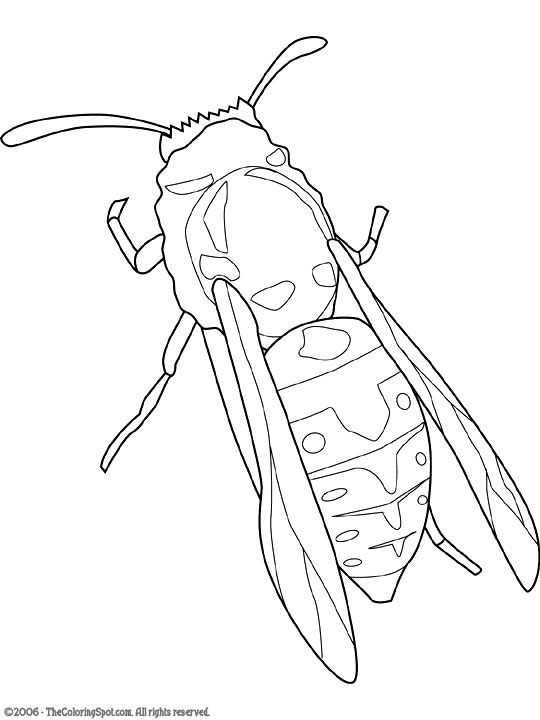 Yellow Jacket Coloring Page | Audio Stories for Kids | Free Coloring