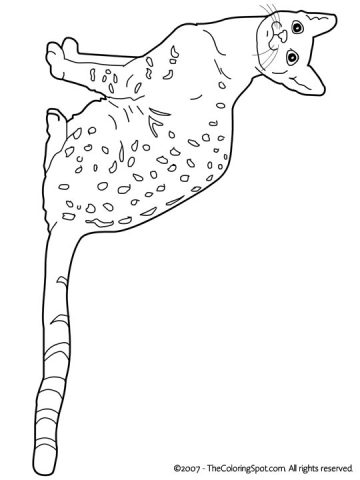 Download Egyptian Mau Coloring Page | Audio Stories for Kids | Free Coloring Pages | Colouring Printables