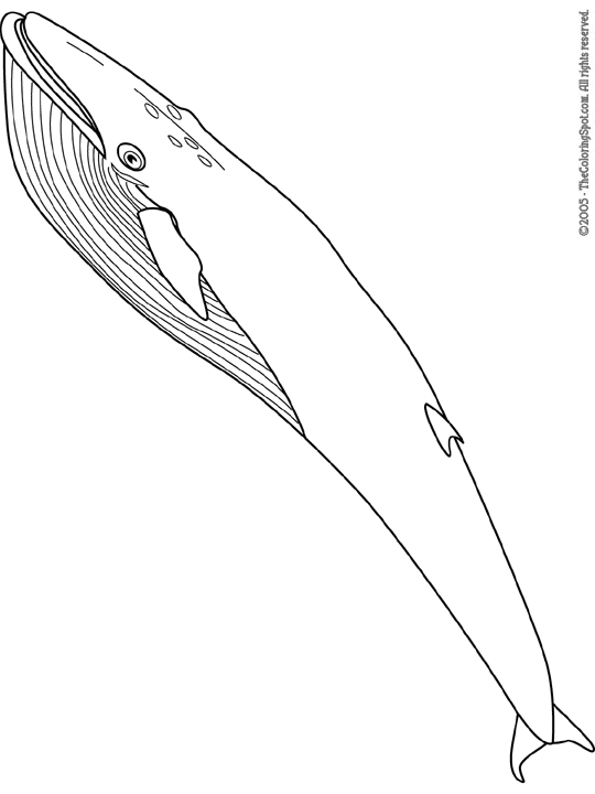 Blue Whale Coloring Page | Audio Stories for Kids | Free Coloring Pages ...