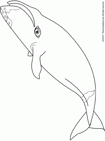 bowhead-whale | Audio Stories for Kids | Free Coloring Pages ...