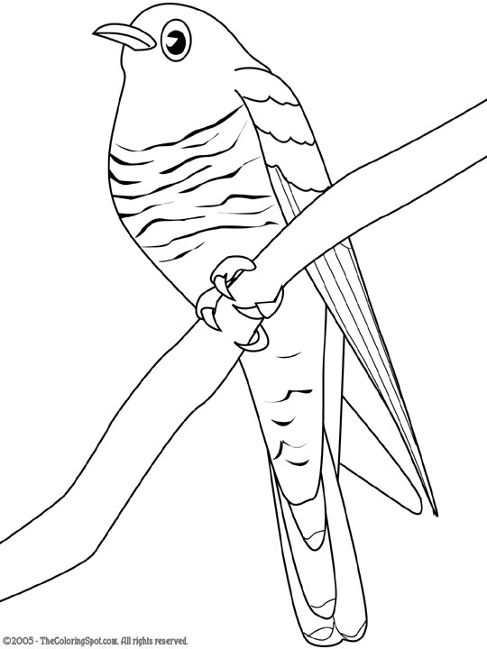 Download Cuckoo Coloring Page | Audio Stories for Kids | Free Coloring Pages | Colouring Printables
