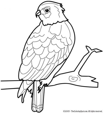 Hawk Coloring Page 1 | Audio Stories for Kids | Free Coloring Pages