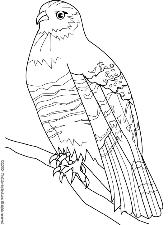 hawk coloring printable