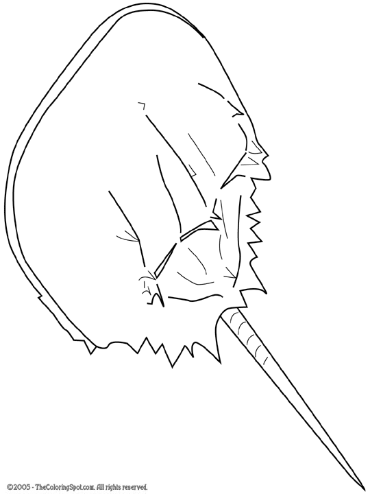 Horseshoe Crab Coloring Page | Audio Stories for Kids | Free Coloring