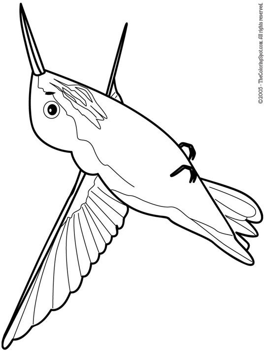 Hummingbird Coloring Page 1 | Audio Stories for Kids | Free Coloring