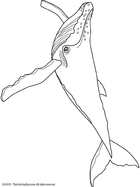 Humpback Whale Pictures To Color