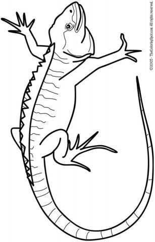 Iguana Coloring Page 