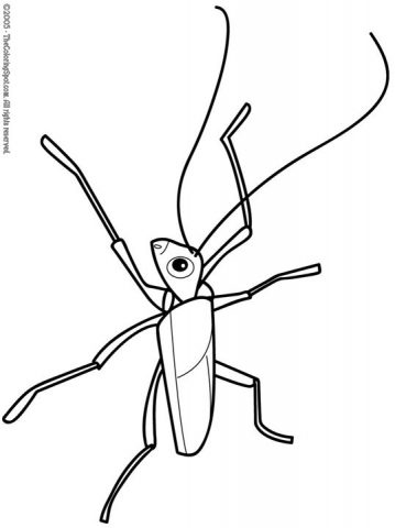 Insect Coloring Page | Audio Stories for Kids | Free Coloring Pages