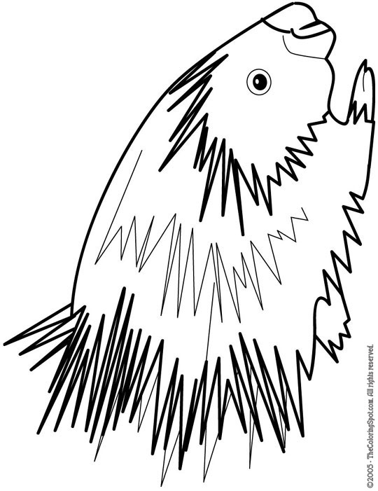 Porcupine Coloring Page | Audio Stories for Kids | Free Coloring Pages