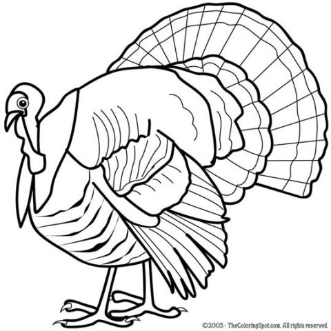 Turkey Coloring Page 1 | Audio Stories for Kids | Free Coloring Pages
